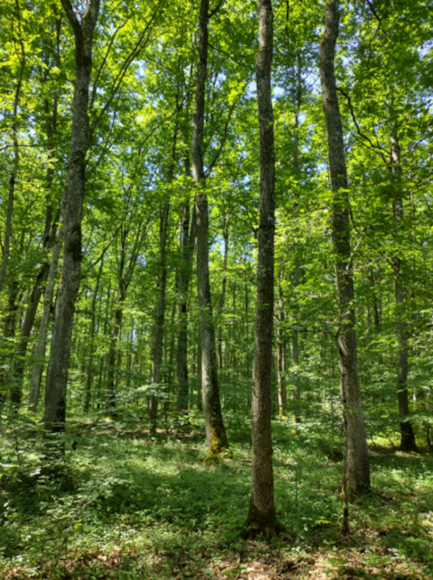 Fiducial Gérance : forêt de 42 hectares à Saint Léon et Vaumas (03)