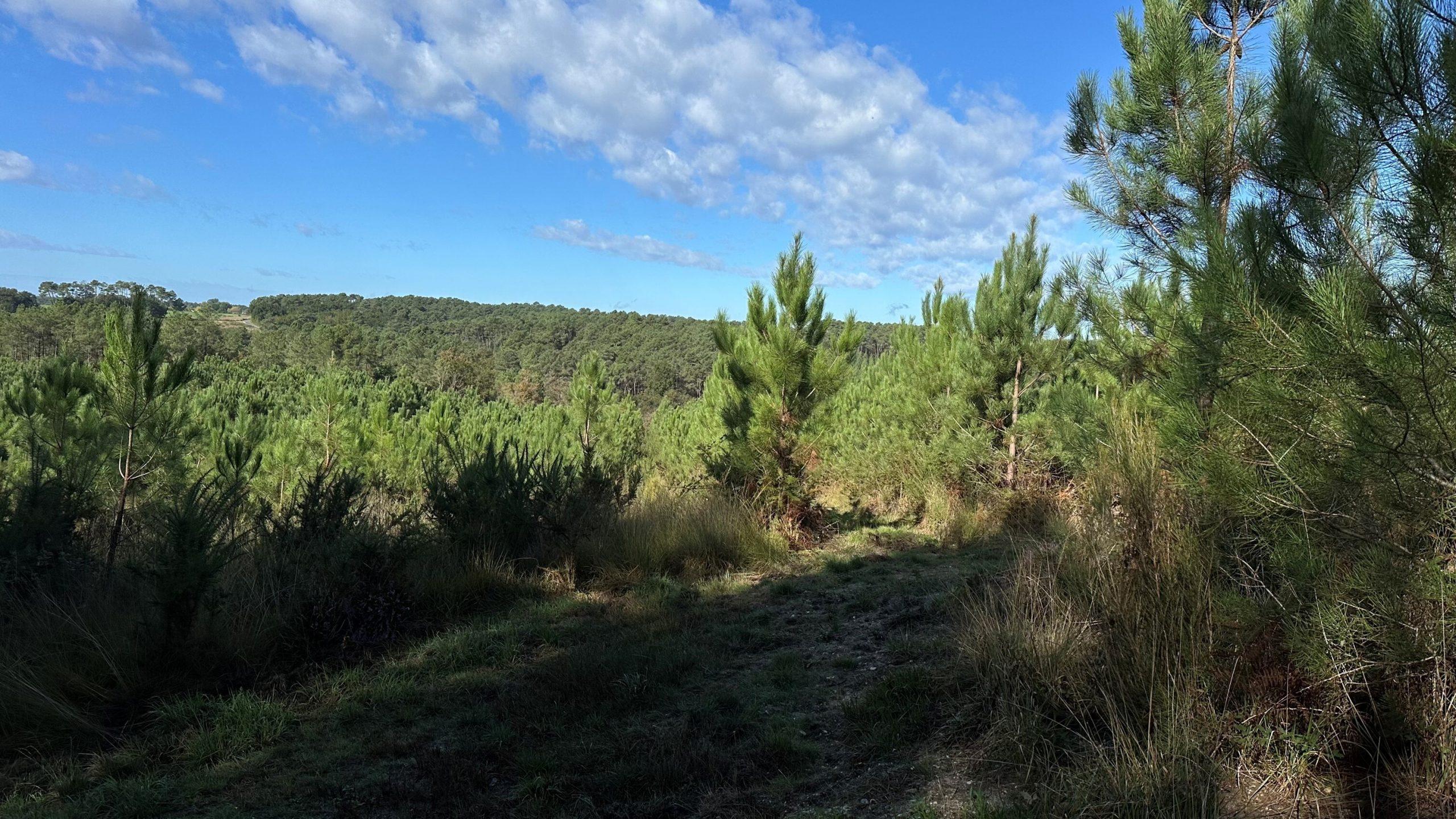 Sogenial Immobilier : deux forêts dans le Cher et le Périgord Blanc