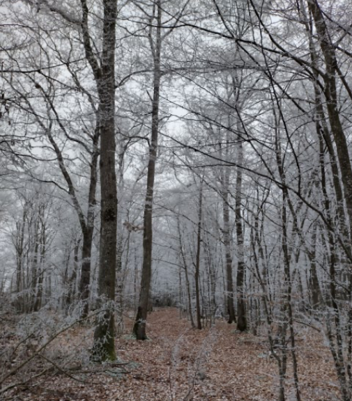 Fiducial Gérance : "Bois de La Berthière" à Liernolles (03)